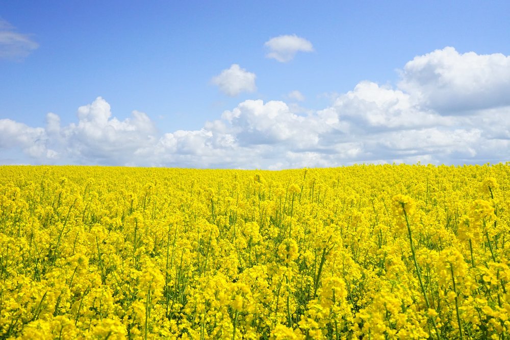 field-of-rapeseeds-oilseed-rape-blutenmeer-yellow-46164.jpeg